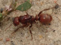 Polyergus rufescens