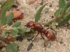 Polyergus rufescens