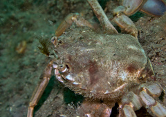 Liocarcinus depurator