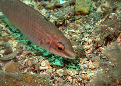 Ctenolabrus rupestris