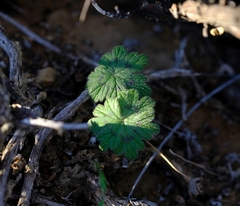 Pelargonium articulatum