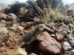 Phrynosoma braconnieri