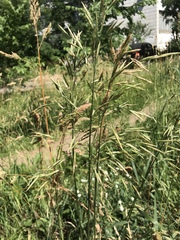 Bromus inermis