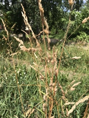 Dactylis glomerata