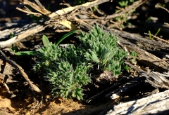 Pelargonium torulosum