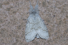 Calliteara lunulata