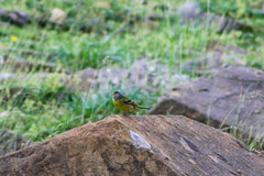 Carduelis citrinella