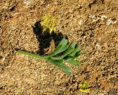 Pelargonium torulosum