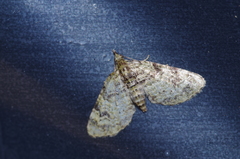 Chloroclystis neoconversa