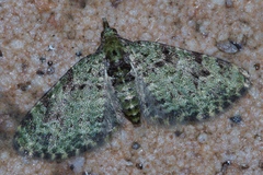 Chloroclystis neoconversa