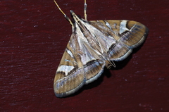 Agrioglypta fulguralis