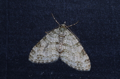 Trichopterigia consobrinaria