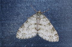 Trichopterigia consobrinaria