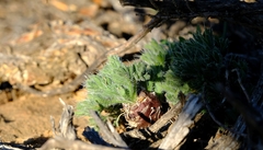 Pelargonium torulosum