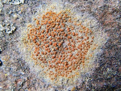 Caloplaca flavovirescens image