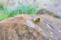 Carduelis citrinella