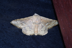 Canaea ryukyuensis