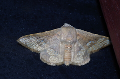 Canaea ryukyuensis
