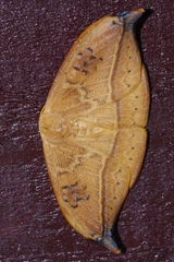 Callidrepana hirayamai