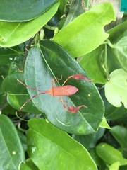 Chondrocera laticornis