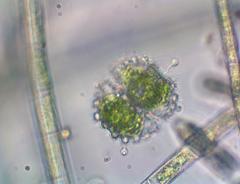 Desmidiaceae