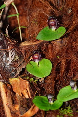 Corybas grumulus