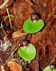 Corybas grumulus