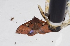 Ischyja manlia
