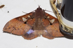 Ischyja manlia