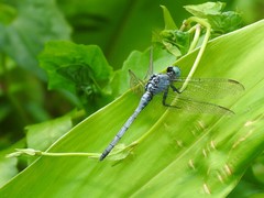 Orthetrum luzonicum