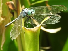 Orthetrum luzonicum