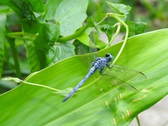 Orthetrum luzonicum