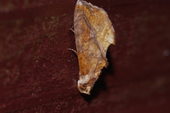Plusiodonta coelonota