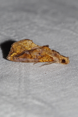 Plusiodonta coelonota