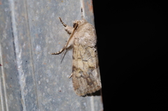 Spodoptera pecten
