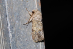 Spodoptera pecten