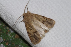 Spodoptera pecten