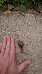 Helix pomatia