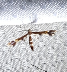 Geina tenuidactylus