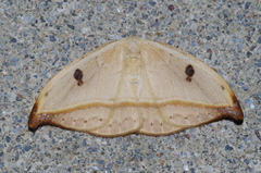 Callidrepana melanonota