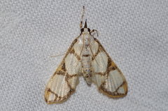 Cirrhochrista kosemponialis