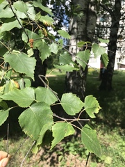 Betula pendula