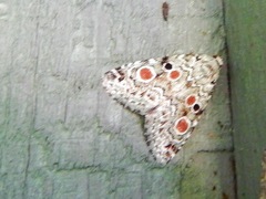 Maliattha concinnimacula