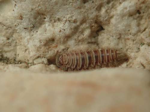Bristly Millipede photo 3