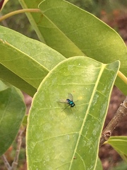 Condylostylus mundus