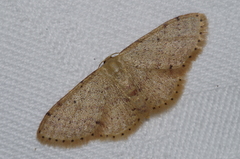 Idaea sakuraii