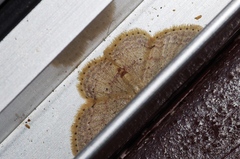 Idaea sakuraii