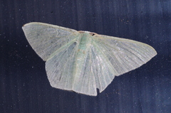 Thalassodes intaminata