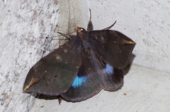Ischyja ferrifracta