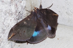 Ischyja ferrifracta